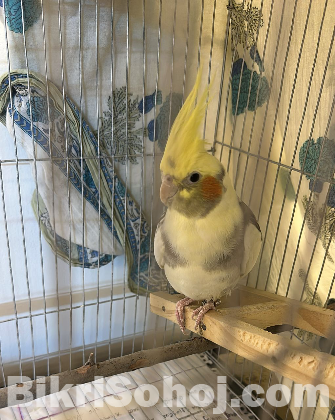 Cockatiel Bird